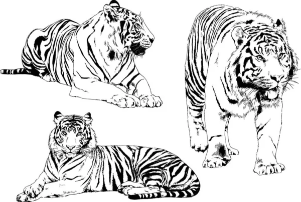 Serie Disegni Vettoriali Vari Animali Predatori Erbivori Schizzi Disegnati Mano — Vettoriale Stock