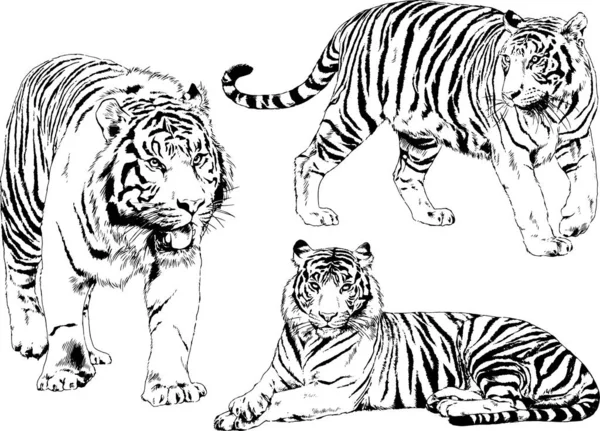 Set Vector Drawings Various Animals Predators Herbivores Hand Drawn Sketches — Stock Vector