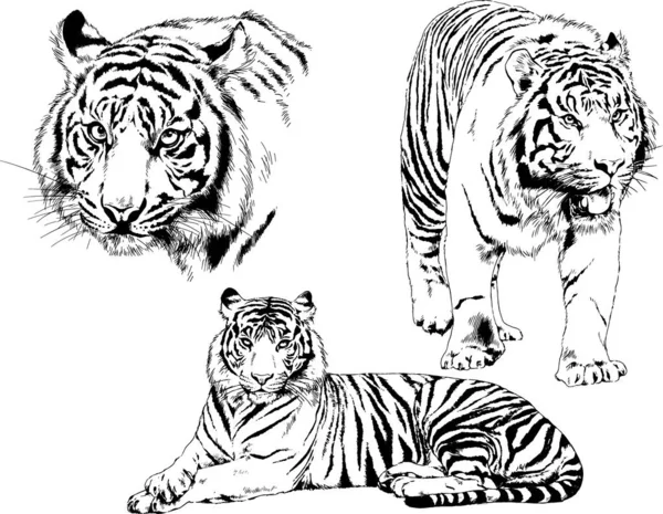 Vektorrajzok Különböző Állatokról Ragadozókról Növényevőkről Kézzel Rajzolt Vázlatok Tetoválások — Stock Vector