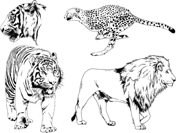 Set Vector Drawings Various Animals Predators Herbivores Hand Drawn Sketches — Stock Vector