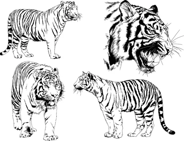 Vektorzeichnungen Verschiedener Tiere Raubtiere Und Pflanzenfresser Handgezeichnete Skizzen Tätowierungen — Stockvektor