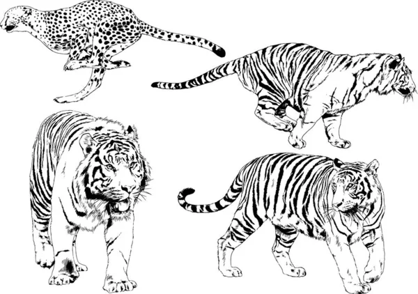 Conjunto Dibujos Vectoriales Varios Animales Depredadores Herbívoros Bocetos Dibujados Mano — Archivo Imágenes Vectoriales