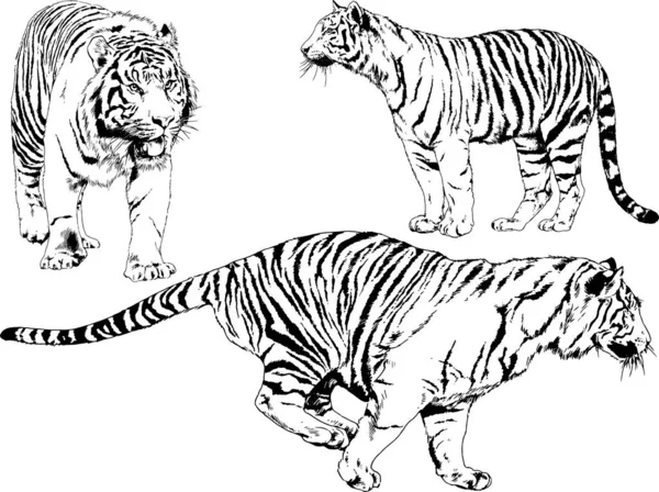 Çeşitli hayvanların vektör çizimleri, yırtıcılar ve otçullar, elle çizilmiş çizimler, dövmeler.