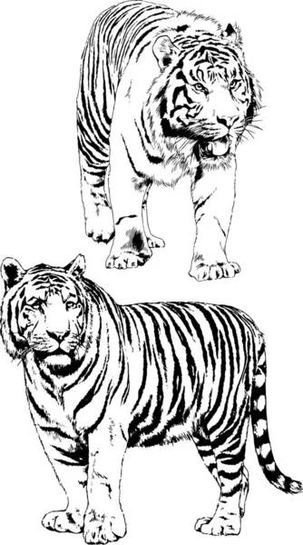 Çeşitli hayvanların vektör çizimleri, yırtıcılar ve otçullar, elle çizilmiş çizimler, dövmeler.