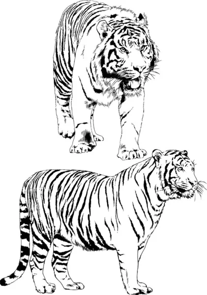 Çeşitli hayvanların vektör çizimleri, yırtıcılar ve otçullar, elle çizilmiş çizimler, dövmeler.