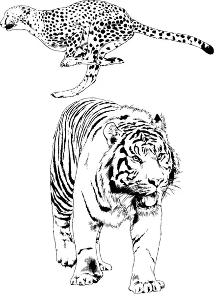 Conjunto Dibujos Vectoriales Varios Animales Depredadores Herbívoros Bocetos Dibujados Mano — Vector de stock