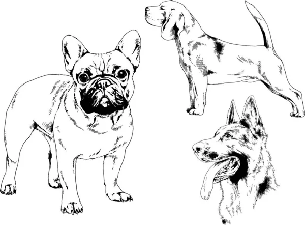 Croquis Vectoriels Différentes Races Chiens Dessinés Encre Main Sans Arrière — Image vectorielle