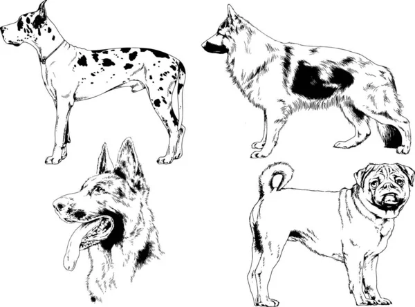 Διάνυσμα Σκίτσα Για Διαφορετικές Φυλές Σκύλων Ζωγραφισμένο Μελάνι Και Χέρι — Διανυσματικό Αρχείο