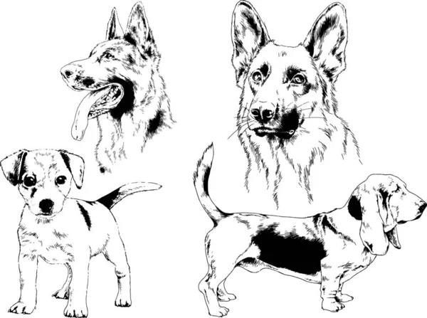 Vector Schetsen Van Verschillende Rassen Van Honden Met Hand Met — Stockvector