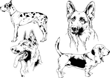 farklı doğurmak-in köpekler mürekkeple el ile arka plan ile seçili nesneleri çizilmiş vektör çizimler