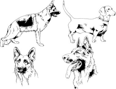 farklı doğurmak-in köpekler mürekkeple el ile arka plan ile seçili nesneleri çizilmiş vektör çizimler