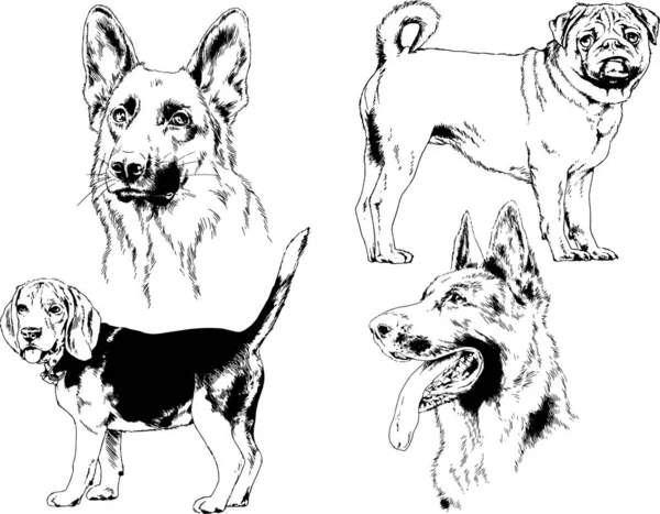 Schizzi Vettoriali Diverse Razze Cani Disegnati Mano Con Inchiostro Senza — Vettoriale Stock