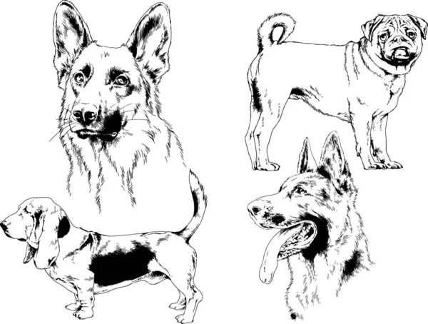 Schizzi Vettoriali Diverse Razze Cani Disegnati Mano Con Inchiostro Senza — Vettoriale Stock