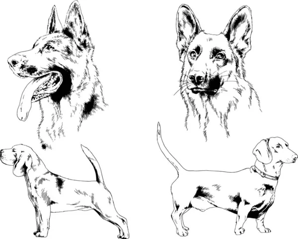 Esboços Vetoriais Raças Diferentes Cães Desenhados Tinta Mão Sem Fundo —  Vetores de Stock