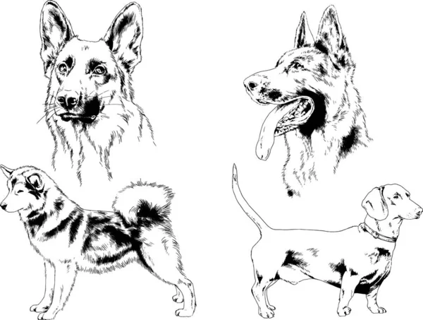 Векторные Эскизы Различных Пород Собак Нарисованные Чернилами Вручную Фона Выбранные — стоковый вектор
