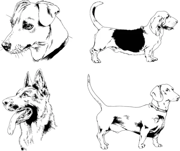 Bosquejos Vectoriales Diferentes Razas Perros Dibujados Tinta Mano Sin Fondo — Vector de stock