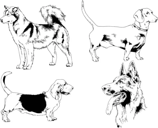 Vektorskizzen Verschiedener Hunderassen Tusche Von Hand Ohne Hintergrund Gezeichnet Ausgewählte — Stockvektor