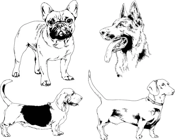 Schizzi Vettoriali Diverse Razze Cani Disegnati Mano Con Inchiostro Senza — Vettoriale Stock
