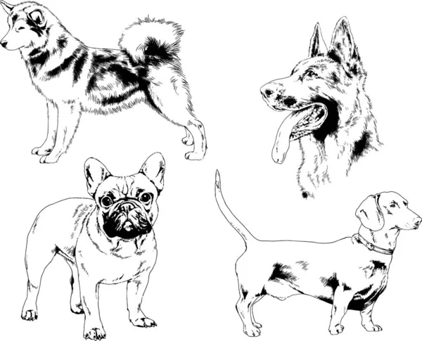 ベクトルの背景 選択したオブジェクトと手でインクで描かれた犬の異なった品種のスケッチ — ストックベクタ