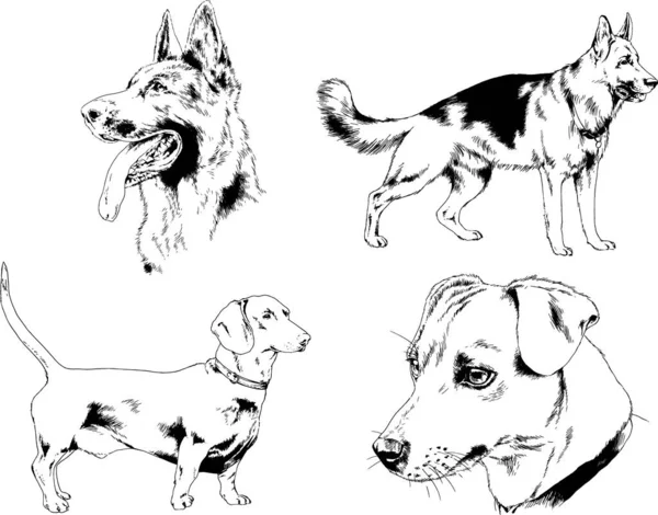 不同品种的犬用墨水绘制的矢量草图没有背景 选定的对象 — 图库矢量图片