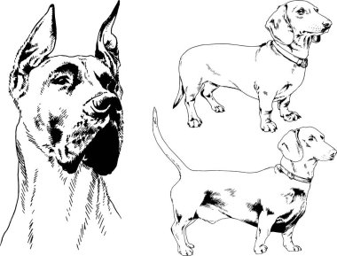 vektör çizim cins köpekler mürekkeple elle çizilmiş raflar içinde skeçler, arka plan ile obje