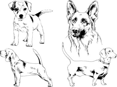 vektör çizim cins köpekler mürekkeple elle çizilmiş raflar içinde skeçler, arka plan ile obje