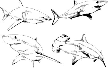 büyük beyaz köpekbalığı mürekkep serbest kroki logo çizilmiş