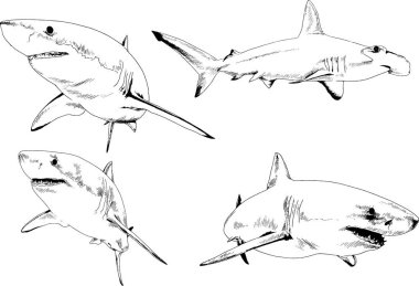 büyük beyaz köpekbalığı mürekkep serbest kroki logo çizilmiş