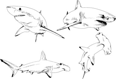 büyük beyaz köpekbalığı mürekkep serbest kroki logo çizilmiş