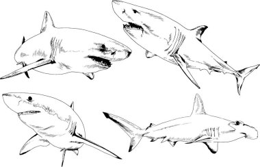 büyük beyaz köpekbalığı mürekkep serbest kroki logo çizilmiş