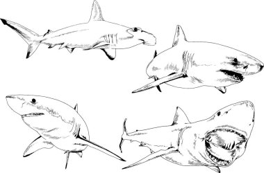 büyük beyaz köpekbalığı mürekkep serbest kroki logo çizilmiş