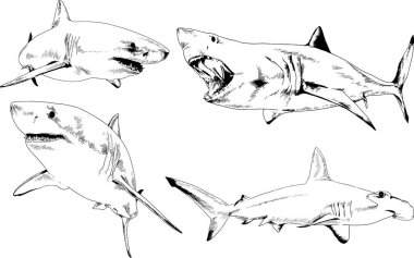 büyük beyaz köpekbalığı mürekkep serbest kroki logo çizilmiş