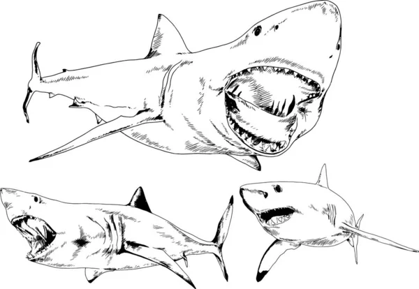 Grand Requin Blanc Dessiné Encre Croquis Main Levée Logo — Image vectorielle