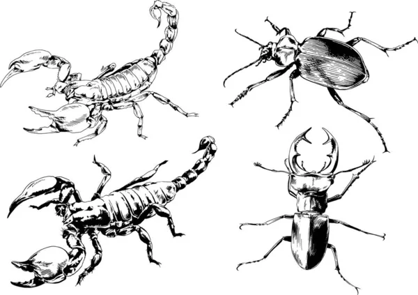 Desenhos Vetoriais Esboços Diferentes Insetos Insetos Escorpiões Aranhas Desenhadas Tinta —  Vetores de Stock