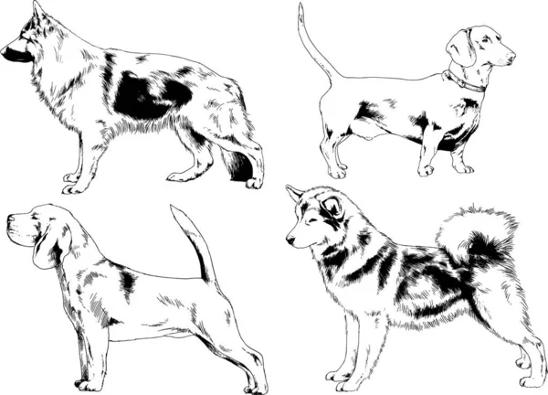 Dibujos Vectoriales Bocetos Pedigrí Perros Los Bastidores Dibujados Tinta Mano — Archivo Imágenes Vectoriales