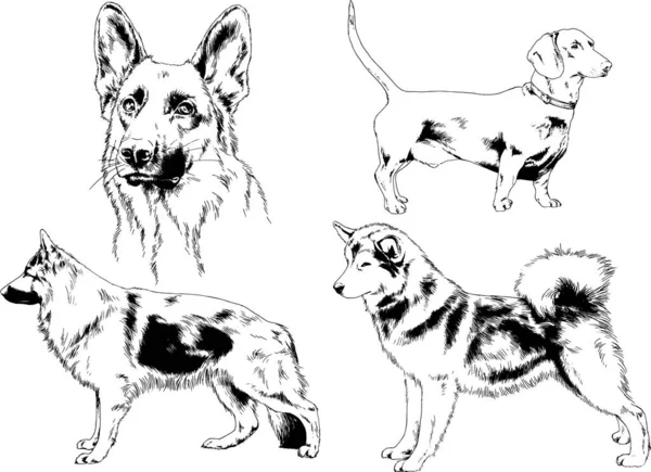 Desenhos Vetoriais Esboça Cães Pedigree Nas Prateleiras Desenhadas Tinta Mão —  Vetores de Stock