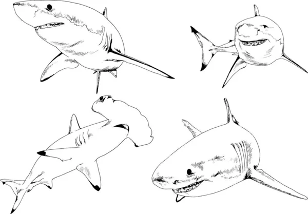 Grande Tubarão Branco Desenhado Tinta Logotipo Esboço Mão Livre —  Vetores de Stock