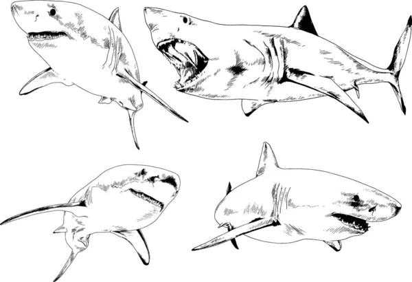 Grand Requin Blanc Dessiné Encre Croquis Main Levée Logo — Image vectorielle