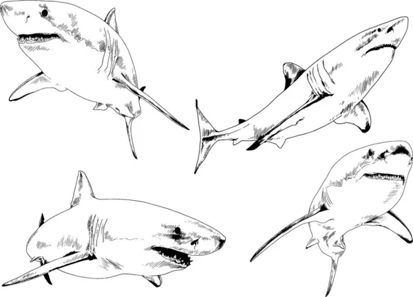 Gran Tiburón Blanco Dibujado Tinta Logo Boceto Mano Alzada — Vector de stock