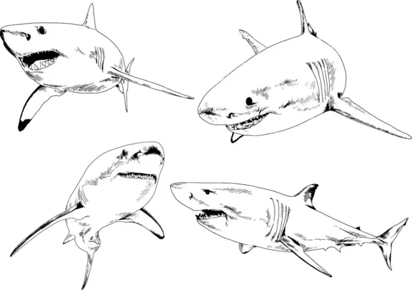 Grande Tubarão Branco Desenhado Tinta Logotipo Esboço Mão Livre —  Vetores de Stock