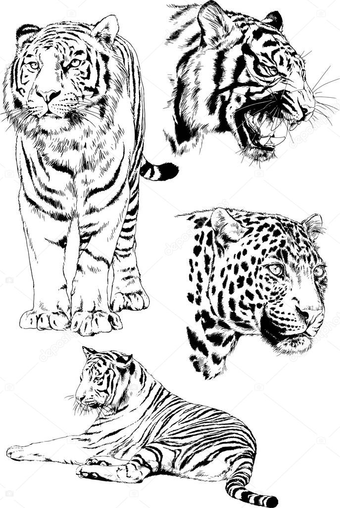 set of vector drawings on the theme of predators cats are drawn by hand with ink tattoo logos