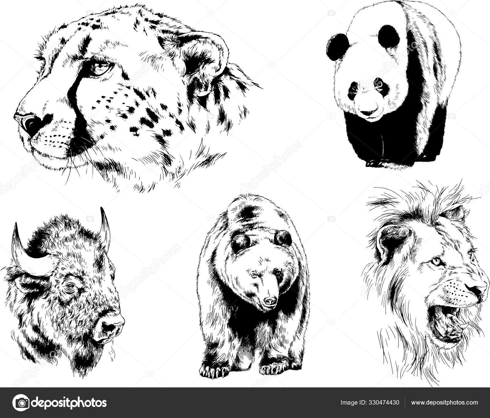 Set Vector Drawings Various Animals Predators Herbivores Hand Drawn  Sketches Stock Vector Image by ©evgo1977 #330474430