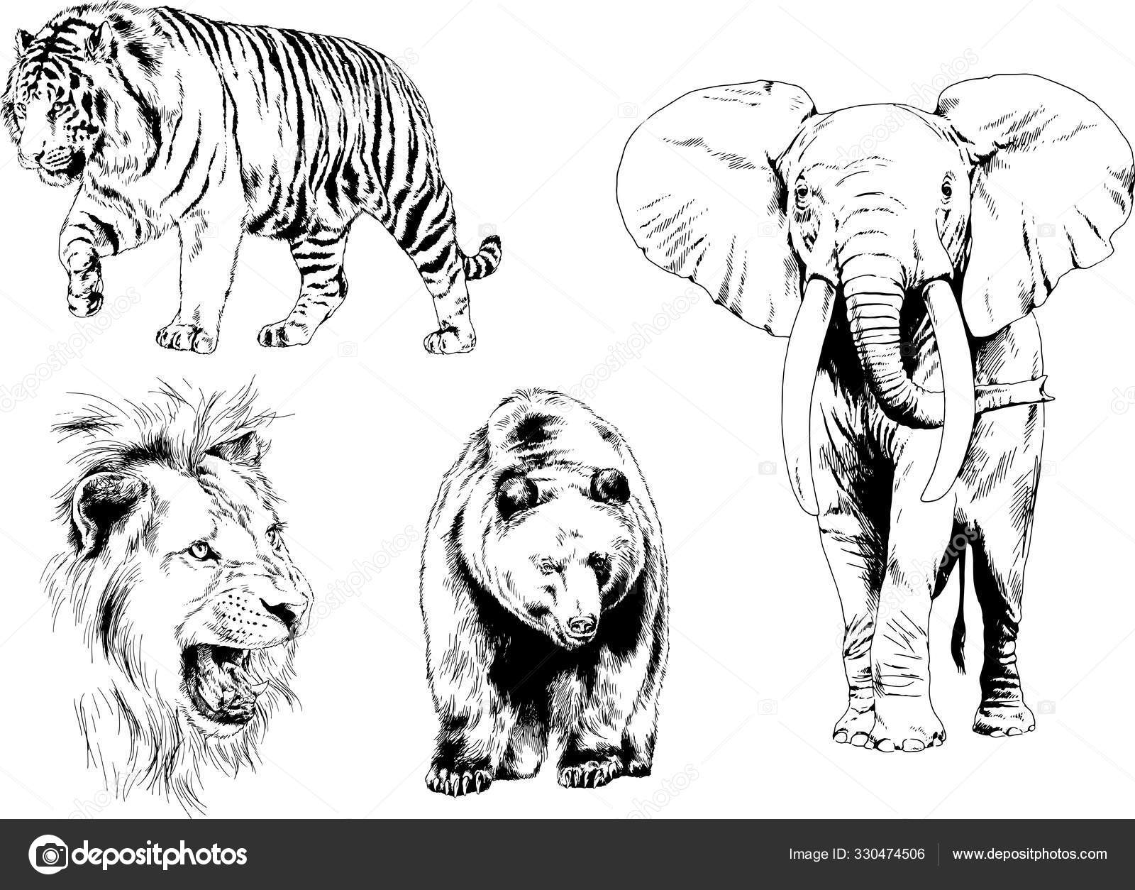 Set Vector Drawings Various Animals Predators Herbivores Hand Drawn  Sketches Stock Vector Image by ©evgo1977 #330474506
