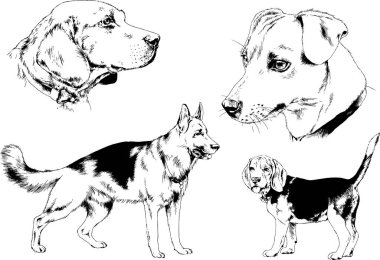 vector drawings sketches pedigree dogs in the racks drawn in ink by hand , objects with no background clipart