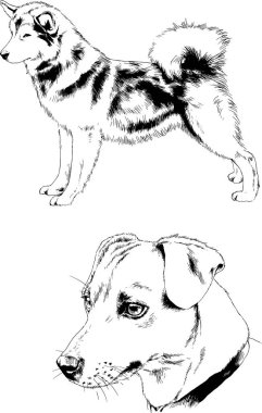 vektör çizim cins köpekler mürekkeple elle çizilmiş raflar içinde skeçler, arka plan ile obje