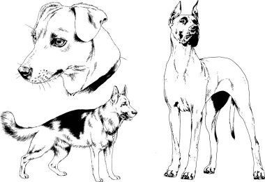vektör çizim cins köpekler mürekkeple elle çizilmiş raflar içinde skeçler, arka plan ile obje