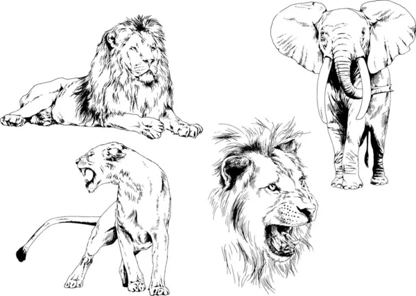 Çeşitli Hayvanların Vektör Çizimleri Yırtıcılar Otçullar Elle Çizilmiş Çizimler Dövmeler — Stok Vektör