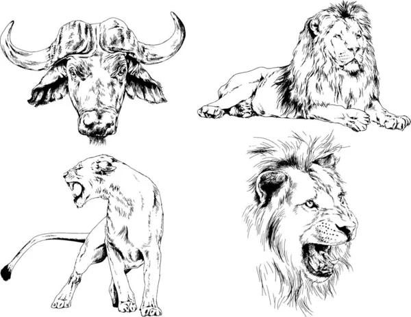 Set Vector Drawings Various Animals Predators Herbivores Hand Drawn Sketches — Stock Vector