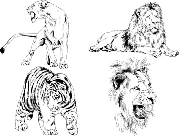 Conjunto Dibujos Vectoriales Varios Animales Depredadores Herbívoros Bocetos Dibujados Mano — Vector de stock