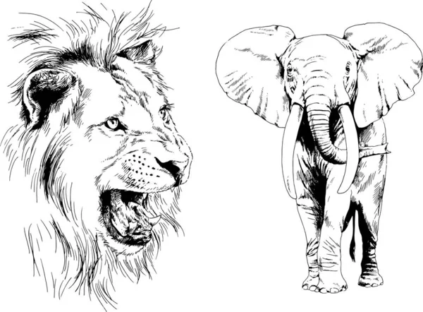 Çeşitli hayvanların vektör çizimleri, yırtıcılar ve otçullar, elle çizilmiş çizimler, dövmeler.